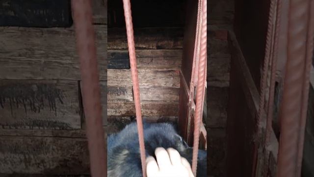 VID 20220426 152101 Валькирия и папа,мама , бабушка смотреть онлайн