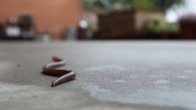 К чему снятся ЧЕРВИ или видеть во сне ЧЕРВЕЙ| Толкование снов | Сонник Sk1.online смотреть онлайн