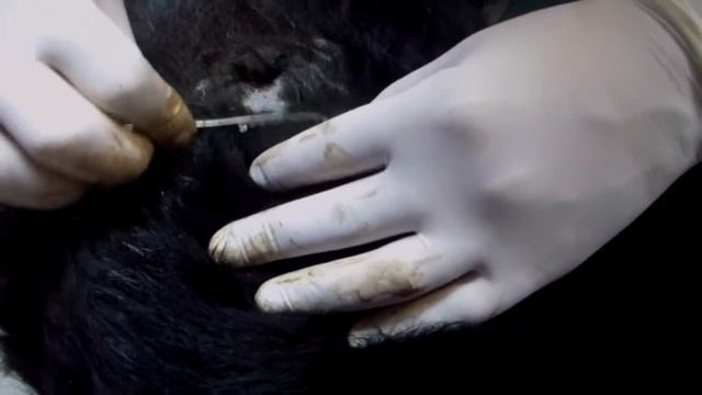 Графская пристань-сняли кобеля с забора,напоролся на штырь и висел вниз головой на бедре. смотреть онлайн