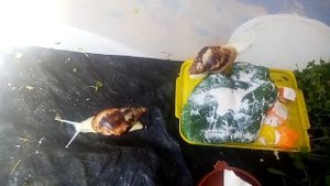 Улитки от ГИГАНТОВ Jess Live Pets! Знакомство с монстриками АХАТИНЫ