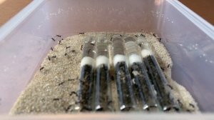 ВИТАМИНЫ ДЛЯ МУРАВЬЕВ | Aphaenogaster senilis