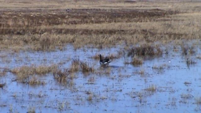 Максим Беликов. Опыт в орнитологической экспедиции. Ненецкий автономный округ. Тобседа 2013 Часть 4 смотреть онлайн