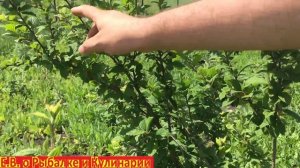 Моя войлочная вишня которую я сажал,результат на третий год.Войлочная вишня на третий год результат