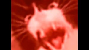 Орущий кот - будильник