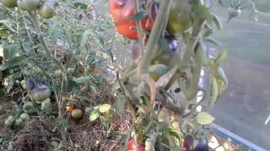 Томат ОДИНОКОЕ СЕРДЦЕ СЕРЖАНТА ПЕППЕРА