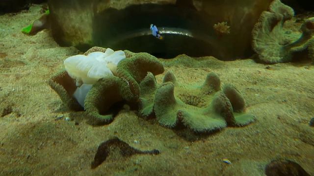 Carpet Anemone And Clownfish In Same Aquarium смотреть онлайн
