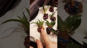 #новинки#толумнии#реанимация_толумний#Tolumnia посылка от 22.10.21г.