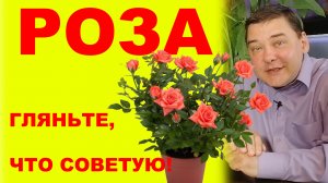Комнатная роза: 5 ценных советов