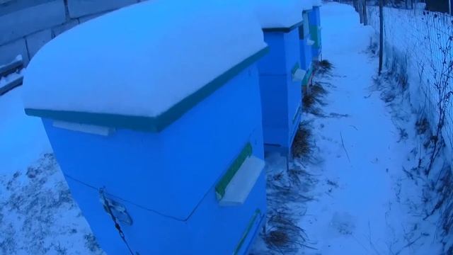 Особенности зимовки на улице смотреть онлайн