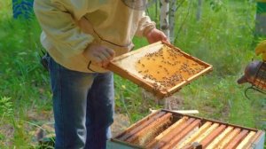 ПАТРИК ИЗ КАМЕРУНА на пасеке Старчевских, Сибирь