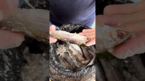 Сосьвинская сельдь 🐟🔥