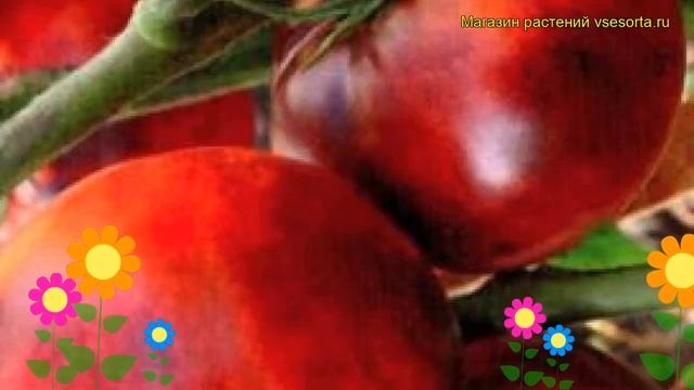 Томат обыкновенный Иван-да-Марья. Краткий обзор, описание характеристик, где купить семена смотреть онлайн