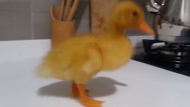 КУПИЛА УТЕНКА/ ЧАПКИН/ ПОЛТОРА МЕСЯЦА АБСОЛЮТНОЙ ЛЮБВИ смотреть онлайн