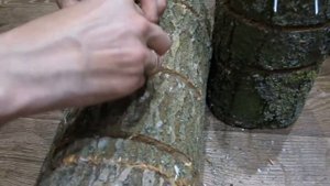 Посадка мицелия Рейши (Ganoderma lucidum)на пеньки!!!/ Трутовик лакированный./Reishi mushroom