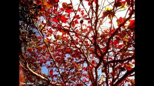 Photos Kodak Easyshare C183