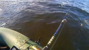 Сом на квок. 20 кг. Достойный экземпляр!