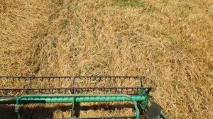 Уборка канадского ячменя 2021. Яровой ячмень Stoke. Дон 1500Б