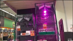 Фитолампы - панацея или маркетинговый ход?