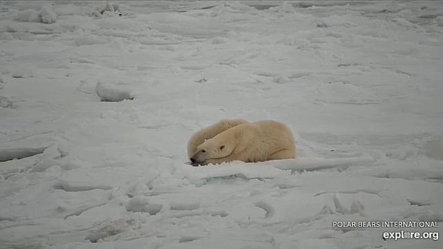 Мама с медвежонком отдыхают#Polar Bear Tundra Buggy смотреть онлайн