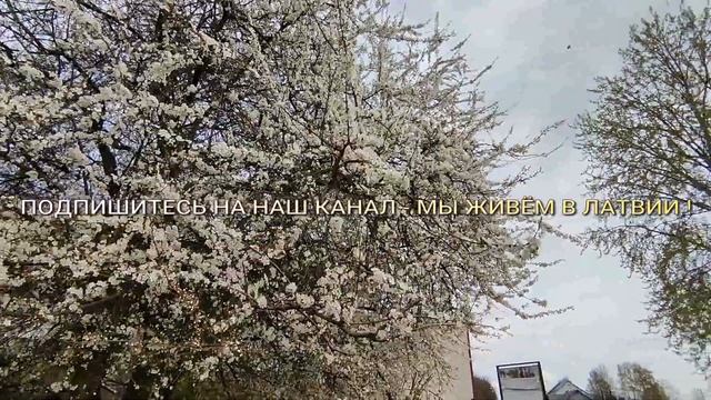 Экскурсия по Елгаве 29 апреля . Зацвели деревья и кусты ! Улицы и дворы нашего города . смотреть онлайн