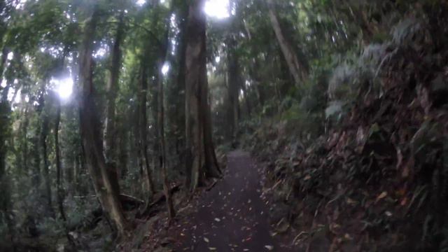 Wonga Walk to Crystal Shower and Tristania Falls - New South Wales Hiking смотреть онлайн