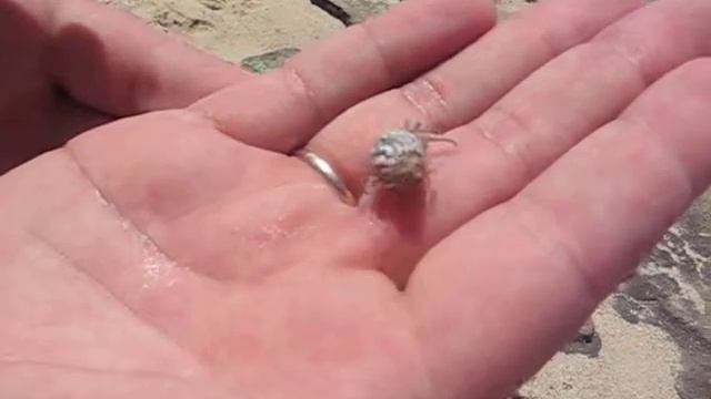 Живая ракушка смотреть онлайн