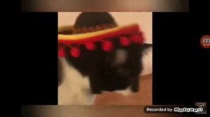 Мем поко локо