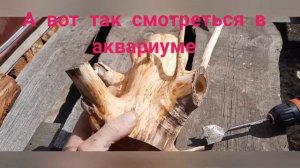 домик для анциструсов