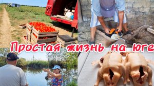 Сельские будни в Анапском районе