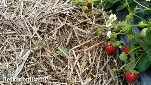 Сорт клубники Капри ? НСД. Belklubnika.by.mp4 смотреть онлайн