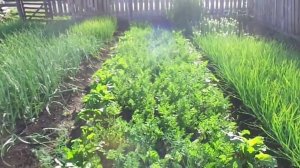 Выращивание и Как Правильно Ухаживать за Посевами Моркови, чтобы получить высокие урожаи.