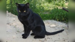 Бомбейская кошка - маленькая пантера с добродушным нравом