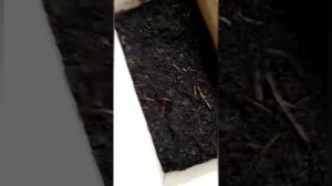 Вермиферма. Новая бизнес идея. Часть 1