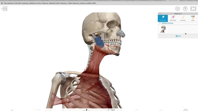 Visible Body, Human Anatomy Atlas на платформе Ovid