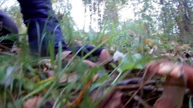 Тихая охота Грибалка Маслята и Подберёзовики за 30 минут Разнообразие грибов в одном месте смотреть онлайн