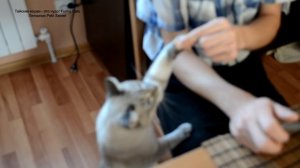 Улётное видео! Тайский кот вежливо лапкой просит еду! Тайские кошки - это чудо! Funny Cats