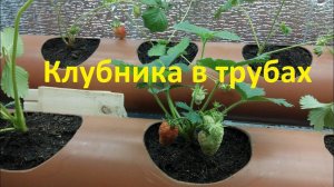 Клубника в гараже ,посадка в трубы