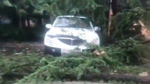 Молния ударила в дерево возле жилого дома в Сочи