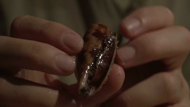 Tides & Islands 2012 -- Day 7 -- Cone Shells смотреть онлайн