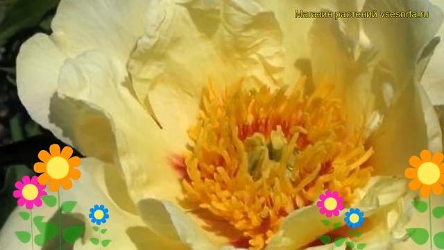 Пион итогибридный Вайкинг Фул Мун. Краткий обзор, описание paeonia iton hybrida Viking Full Moon смотреть онлайн