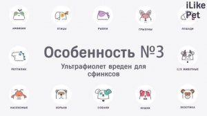 5 особенностей в уходе за лысыми кошками