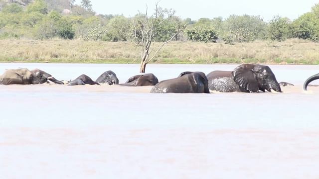 GIANT Elephant Bull | Breeding Herds | Rivalry | Trumpeting