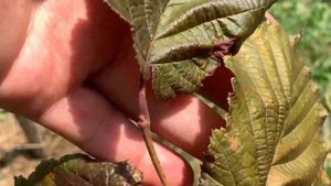 ФУНДУК в БЕЛАРУСИ сорт ЛАМБЕРТА КРАСНАЯ  из трёх источников обзор @AleksandrKolesnikovFundukKizil #