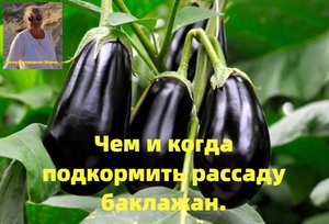 ПЕРВАЯ ПОДКОРМКА РАССАДЫ БАКЛАЖАНОВ. Самый лучший и удобный вариант для меня.Сезон 2021г