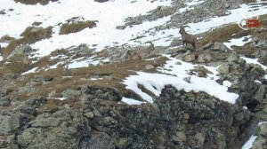 Трофейная горная охота на кубанского тура на Кавказе с карабином Mannlicher в калибре 300 win mag