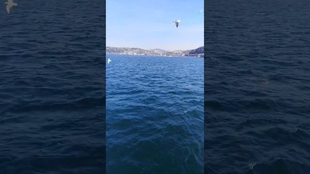 BOAT TRIP ALONG THE BOSPHORUS.МОРСКАЯ ПРОГУЛКА ПО БОСФОРУ.СТАМБУЛ.