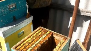 ? ВЫВОД МАТОК, СТАРТЕР И ВОСПИТАТЕЛЬНИЦА, ДВА В ОДНОМ!