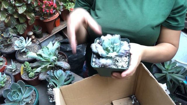 Mi nueva colección de Echeveria caranculas смотреть онлайн