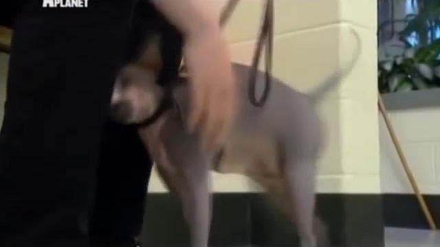 Сфинкс смотреть онлайн