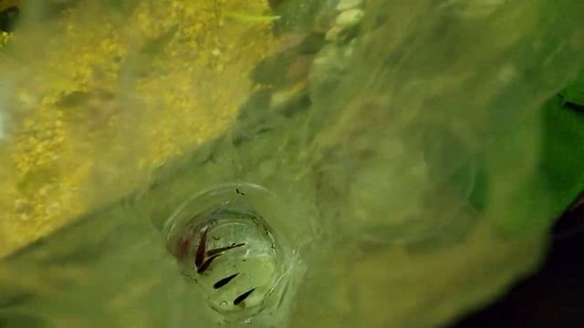 Як справи? Мальки размножение икромечущих растения корм немного о своих аквариумах Аквариумный корм смотреть онлайн